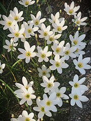 白い花シリーズ54