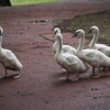 6羽の雛が。。。
