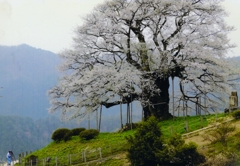 醍醐桜②