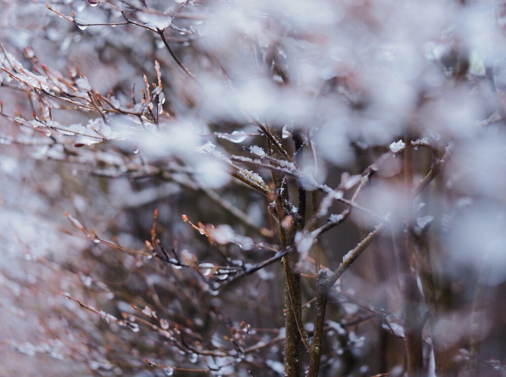 目がさめると、雪