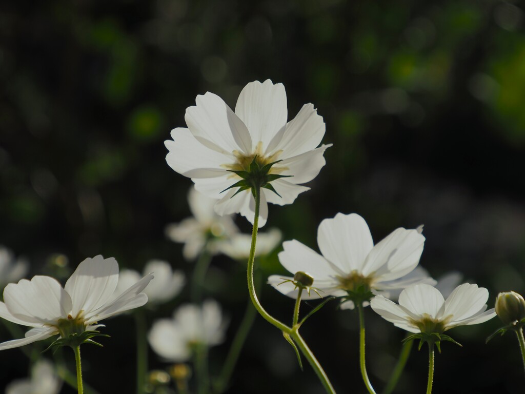 白い花シリーズ63