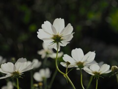 白い花シリーズ63 白い花シリーズ63