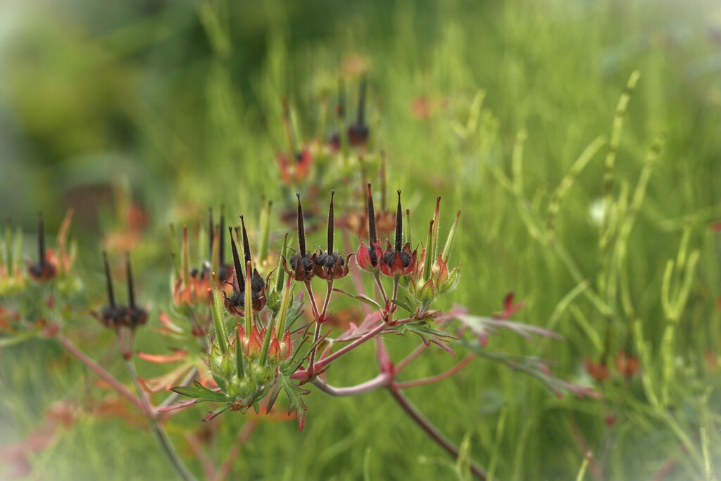 草原のクリスマスキャンドル
