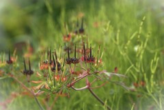 草原のクリスマスキャンドル