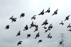 夕暮れの沼に舞うハトたち