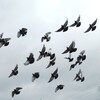 夕暮れの沼に舞うハトたち