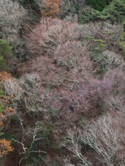 ロープウェイから見る初冬の六甲山