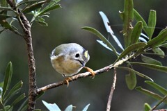 冬の公園（４）・キクイタダキに遭遇