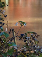 冬の紫陽花