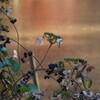 冬の紫陽花