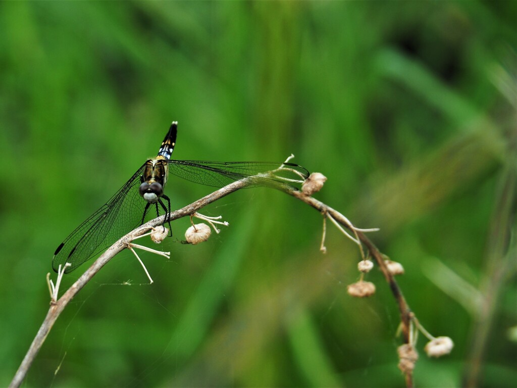 きれいに撮ってねー