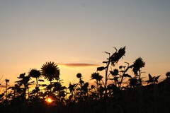 夕焼け ＆ ひまわり