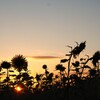 夕焼け ＆ ひまわり