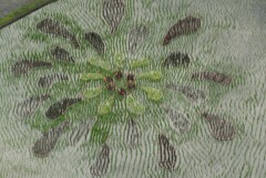 田んぼアート