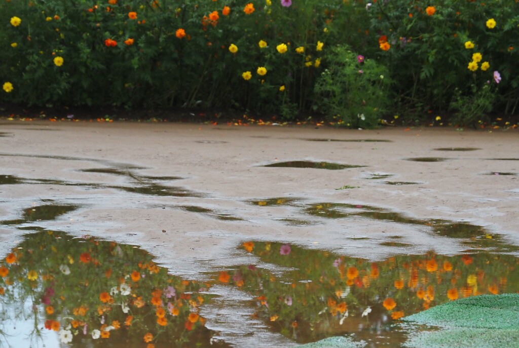 雨の朝①