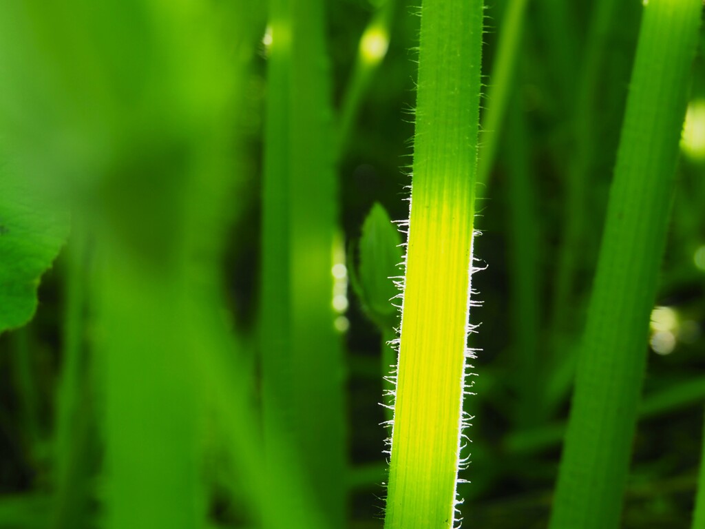 カボチャの茎