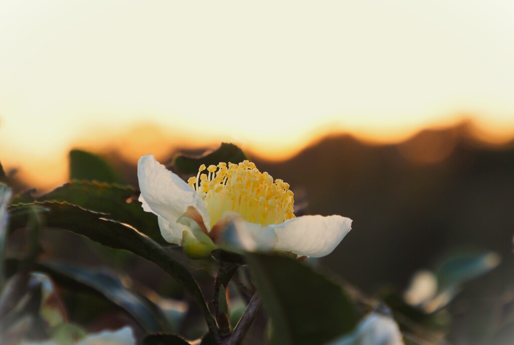 白い花シリーズ65