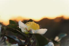 白い花シリーズ65