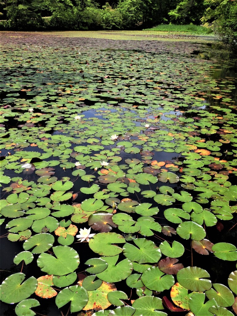 水草