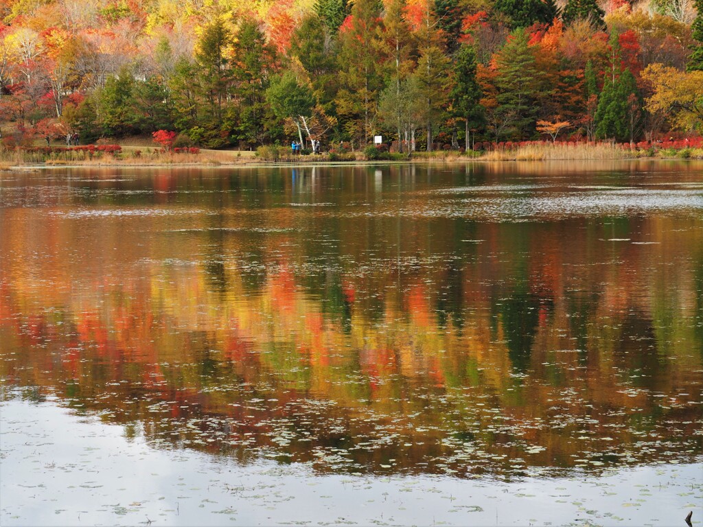 紅葉を愛でる