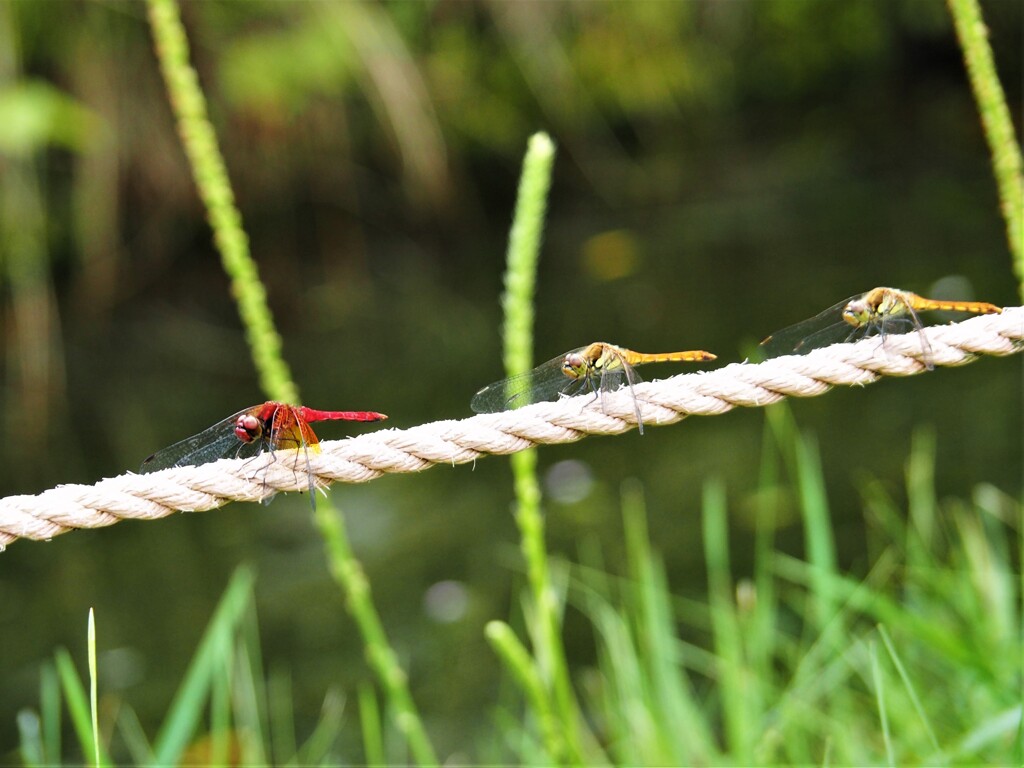 私に付いてきてーー(^^♪