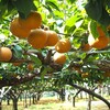 黄金の果樹園