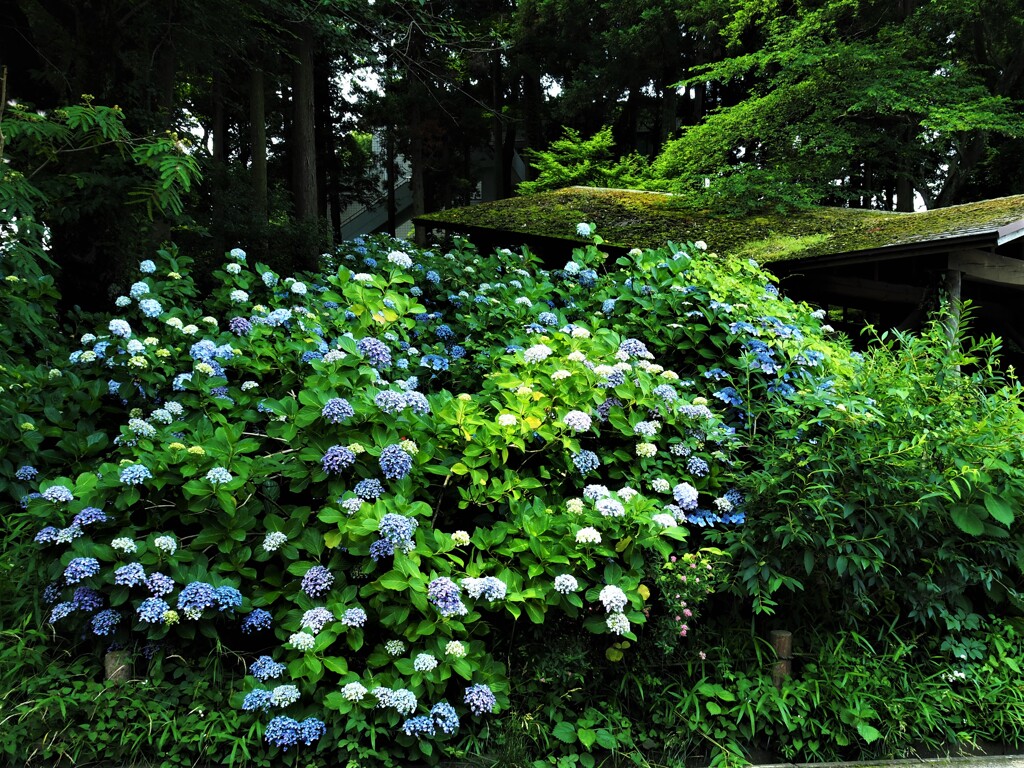魅せる