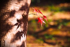 ひと枝のささやき