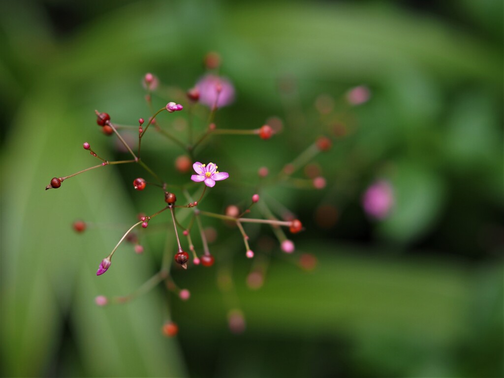 三時草