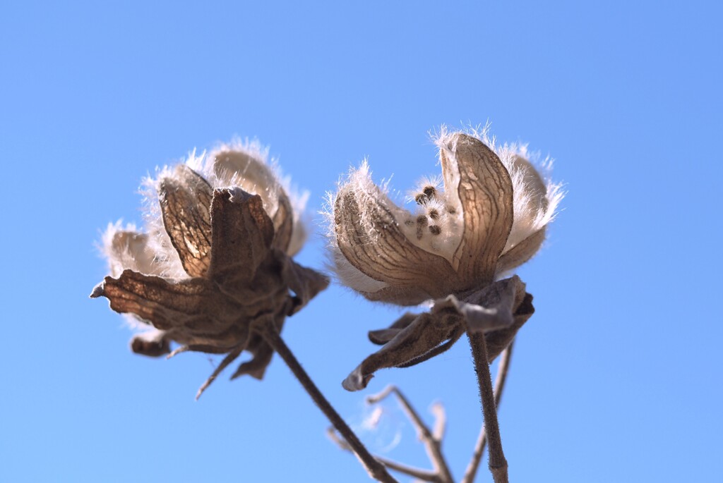 芙蓉、終わりの美学
