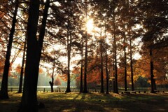 秋の朝・水辺の公園