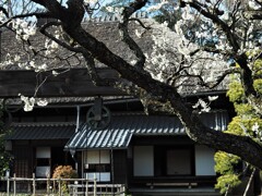 名家の春（１）