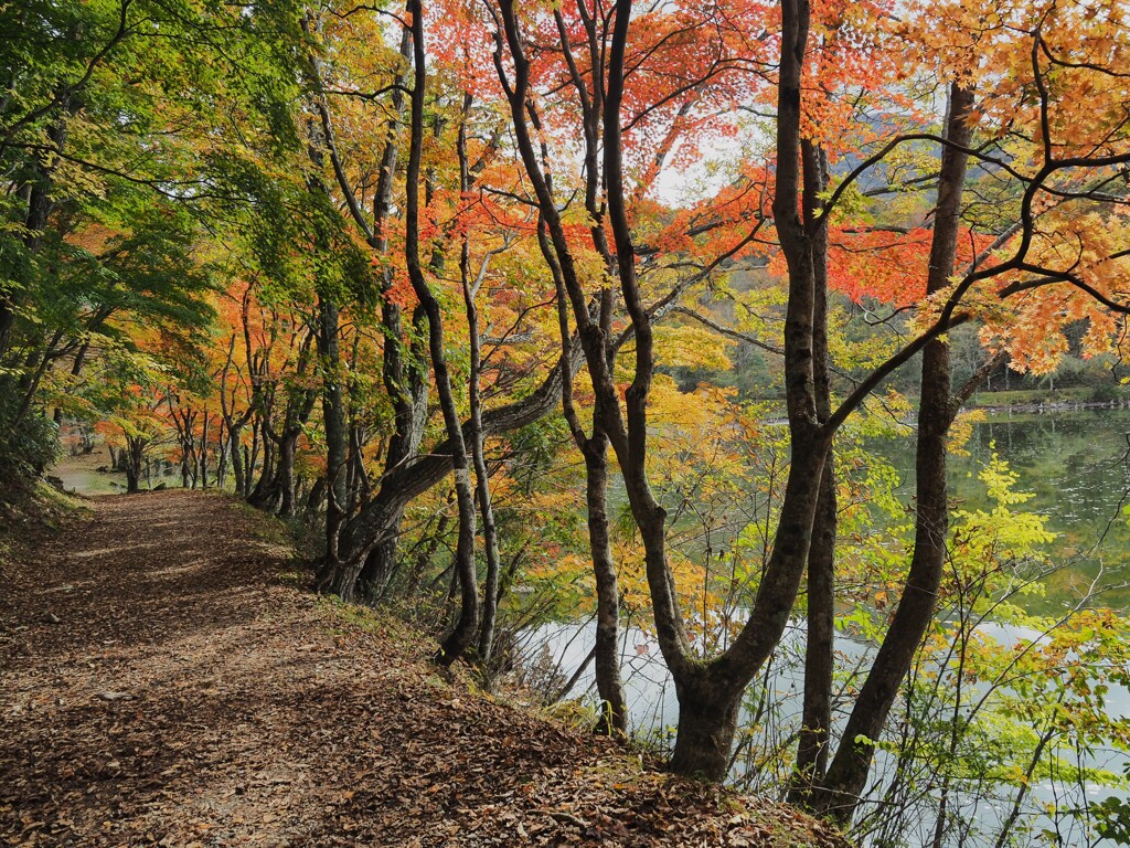 観音沼の紅葉①