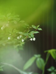 白い花シリーズ②