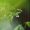 白い花シリーズ②