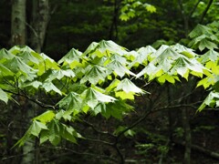 森林浴・珍しい木