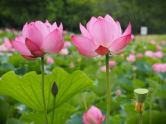 古代蓮の里①