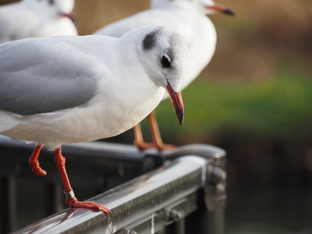 ユリカモメ