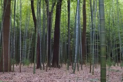 手賀沼・太鼓サミット②