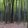手賀沼・太鼓サミット②