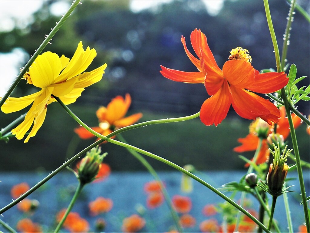 二色のキバナコスモス