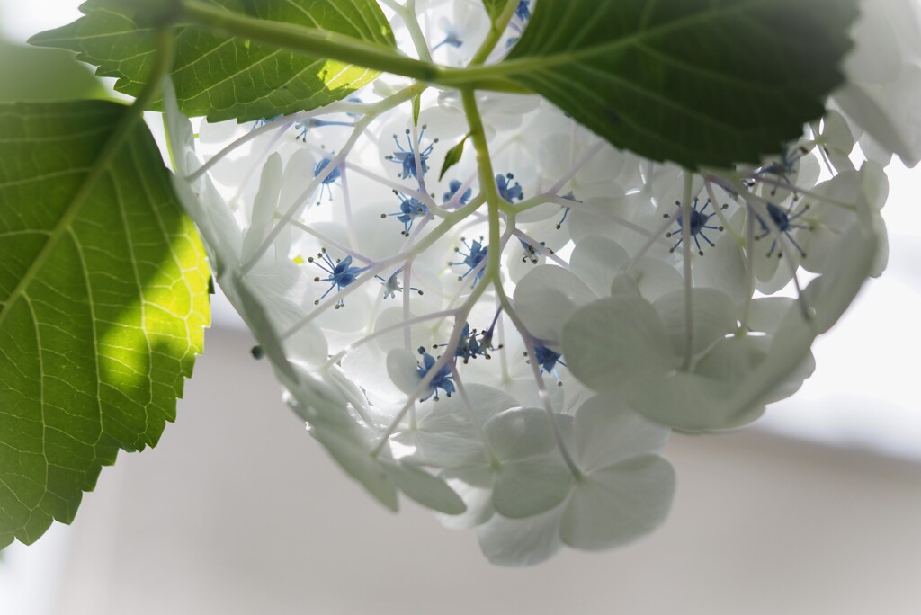白い花㉔