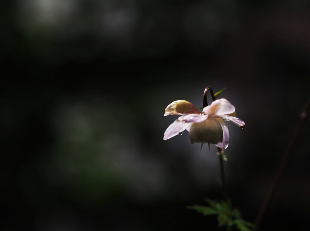 レンゲショウマ