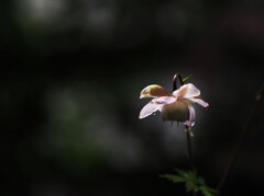 レンゲショウマ