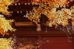 お寺と紅葉