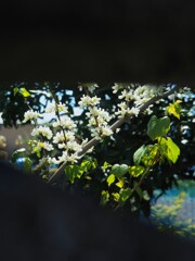 カメラ女子のミタ