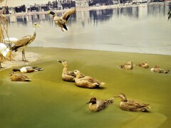 山階鳥類研究所