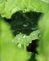 雨あがる