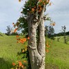 夏の花・ノウゼンカズラ