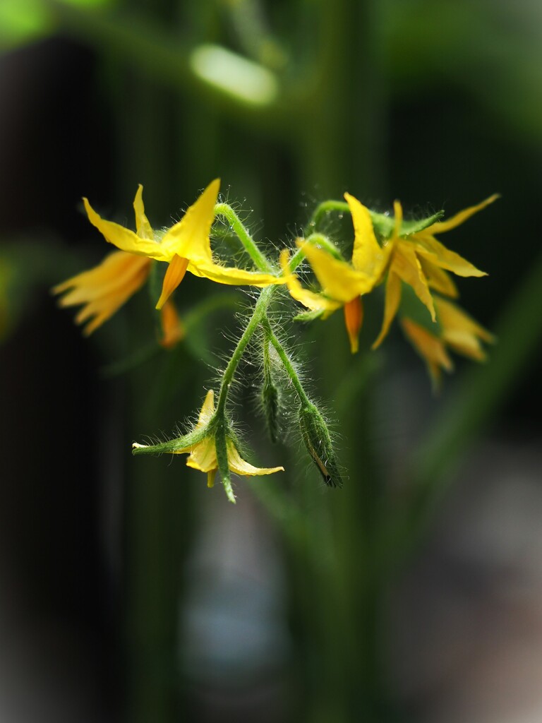 ミニトマトの花